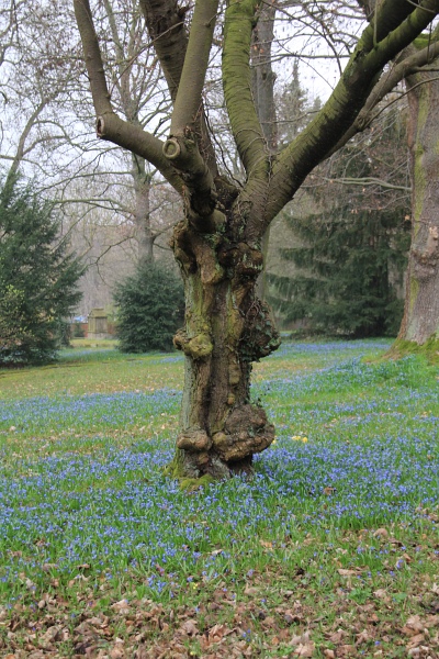 Fruehling   121.jpg